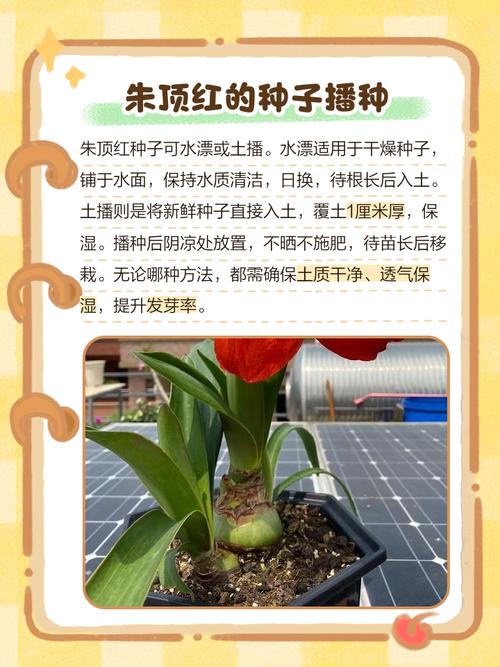 朱顶红的养花技巧，怎样养植朱顶红-第5张图片-优品飞百科