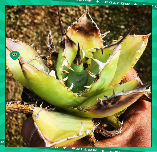 龙舌兰耐寒吗，龙舌兰能耐多少度低温？