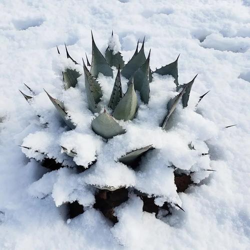 龙舌兰耐寒吗，龙舌兰能耐多少度低温？-第2张图片-优品飞百科