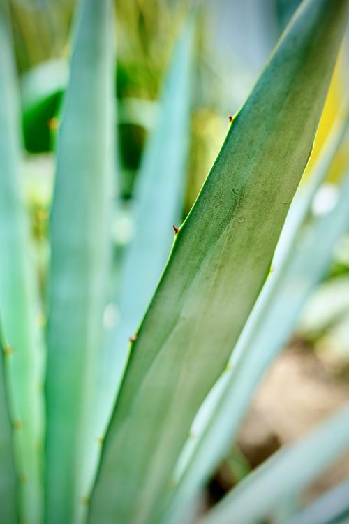 龙舌兰耐寒吗，龙舌兰能耐多少度低温？-第3张图片-优品飞百科