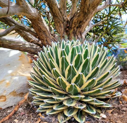 龙舌兰耐寒吗，龙舌兰能耐多少度低温？-第4张图片-优品飞百科