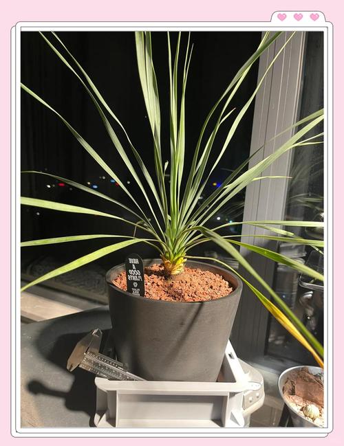 龙舌兰耐寒吗，龙舌兰能耐多少度低温？-第5张图片-优品飞百科