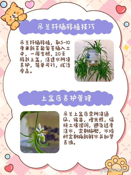 吊兰怎么繁殖最快？吊兰繁殖方法和注意事项？