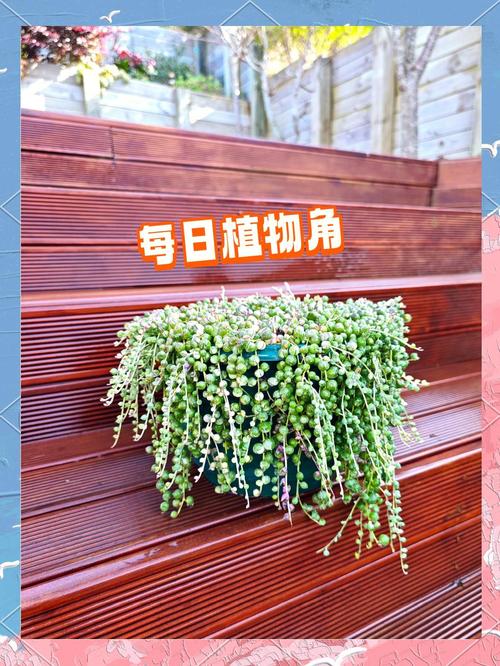 吊兰怎么繁殖最快？吊兰繁殖方法和注意事项？-第2张图片-优品飞百科