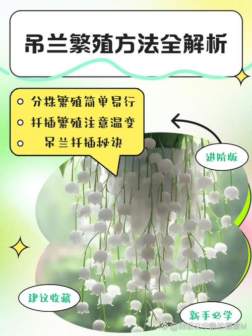 吊兰怎么繁殖最快？吊兰繁殖方法和注意事项？-第4张图片-优品飞百科