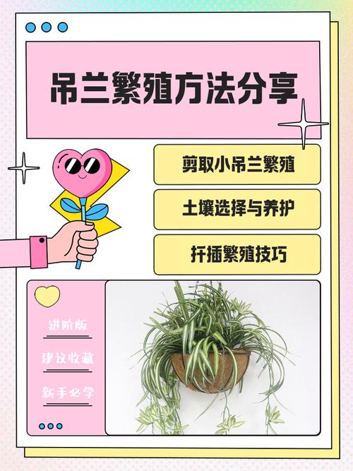 吊兰怎么繁殖最快？吊兰繁殖方法和注意事项？-第5张图片-优品飞百科