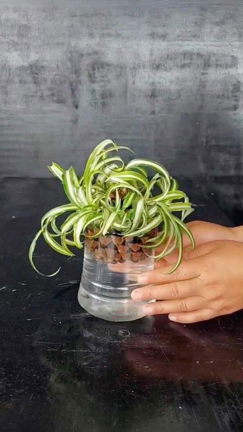 吊兰怎么繁殖最快？吊兰繁殖方法和注意事项？-第6张图片-优品飞百科