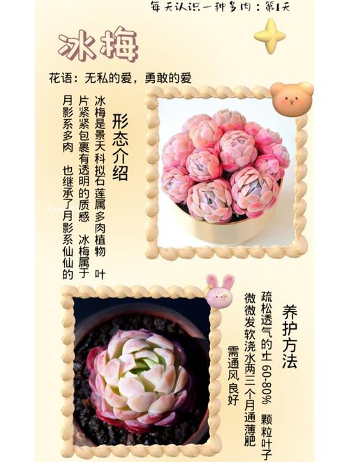 冰莓多肉怎么养，冰莓多肉怎样才能爆盆