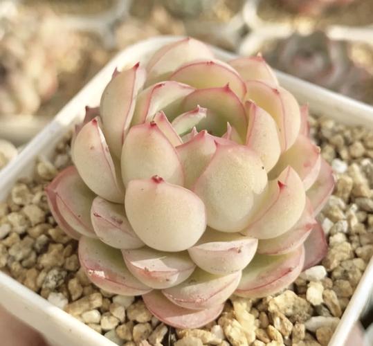 冰莓多肉怎么养，冰莓多肉怎样才能爆盆-第2张图片-优品飞百科