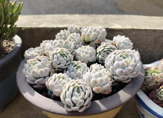 冰莓多肉怎么养，冰莓多肉怎样才能爆盆-第3张图片-优品飞百科