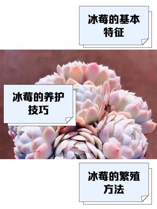 冰莓多肉怎么养，冰莓多肉怎样才能爆盆-第4张图片-优品飞百科