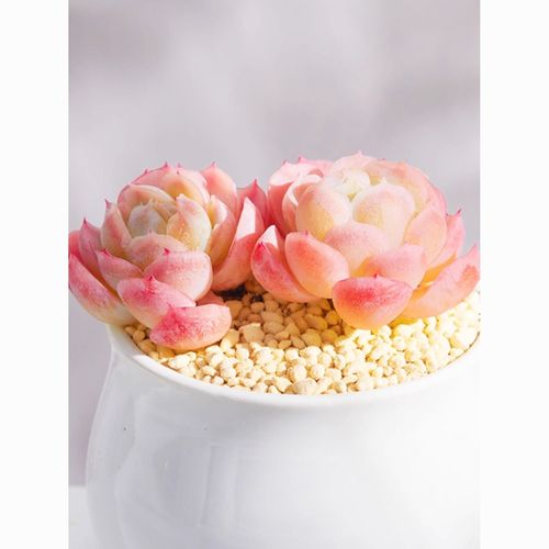 冰莓多肉怎么养，冰莓多肉怎样才能爆盆-第6张图片-优品飞百科