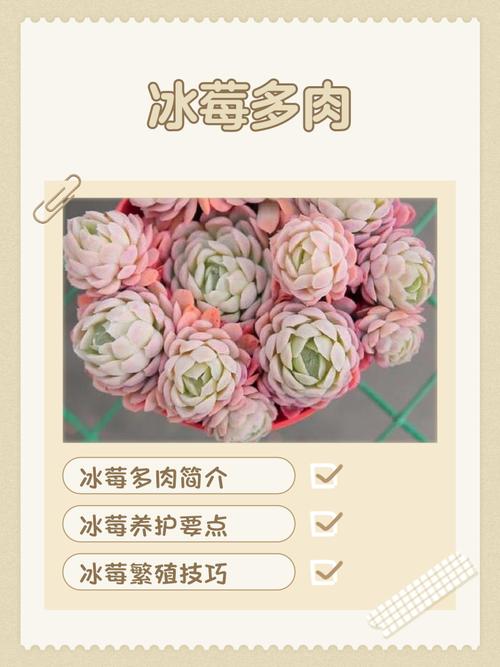 冰莓多肉怎么养，冰莓多肉怎样才能爆盆-第7张图片-优品飞百科