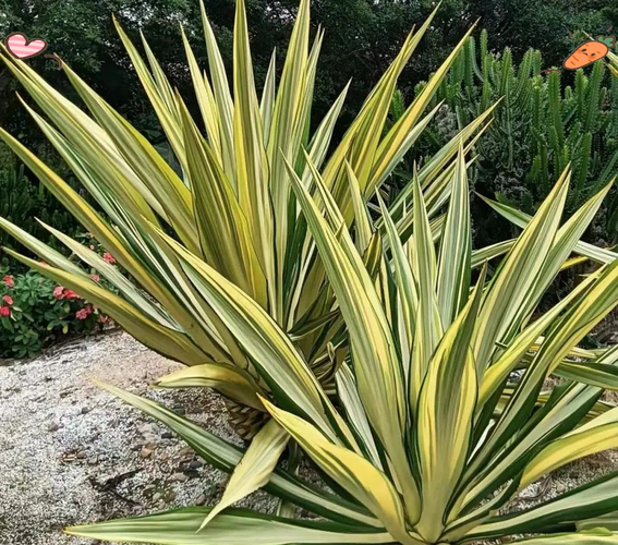 万年麻的养殖方法和注意事项，万年麻繁殖方法