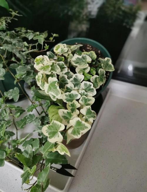 万年麻的养殖方法和注意事项，万年麻繁殖方法-第2张图片-优品飞百科