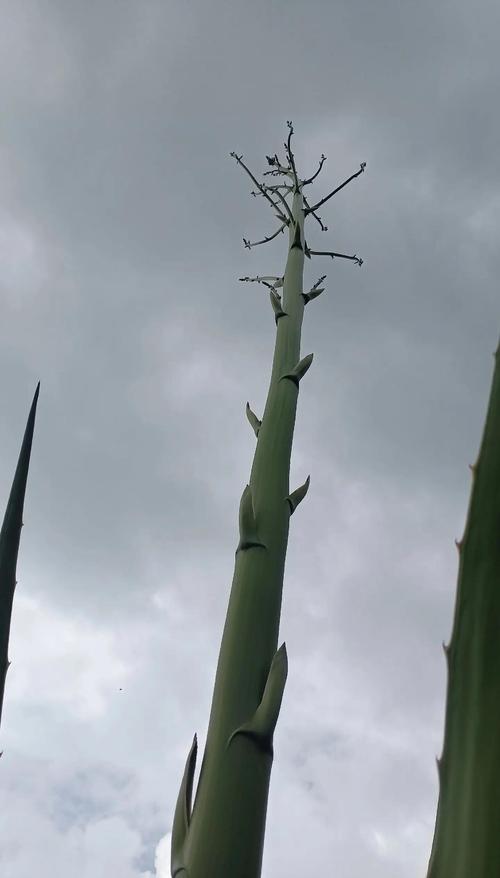 万年麻的养殖方法和注意事项，万年麻繁殖方法-第3张图片-优品飞百科