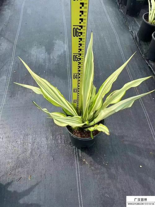 万年麻的养殖方法和注意事项，万年麻繁殖方法-第4张图片-优品飞百科