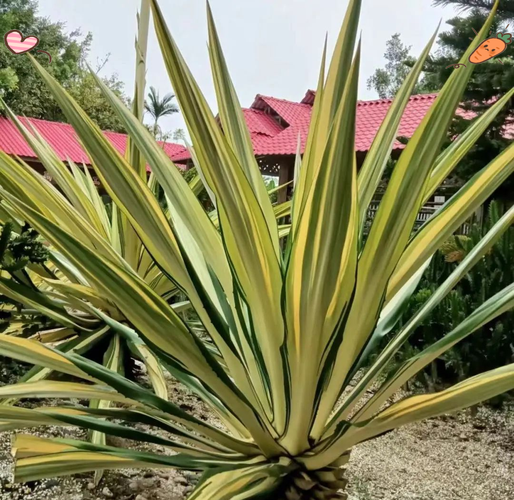 万年麻的养殖方法和注意事项，万年麻繁殖方法-第5张图片-优品飞百科