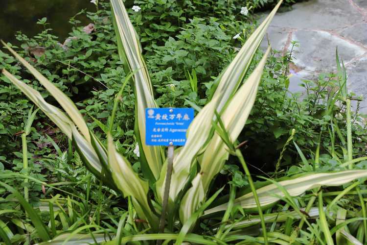 万年麻的养殖方法和注意事项，万年麻繁殖方法-第6张图片-优品飞百科