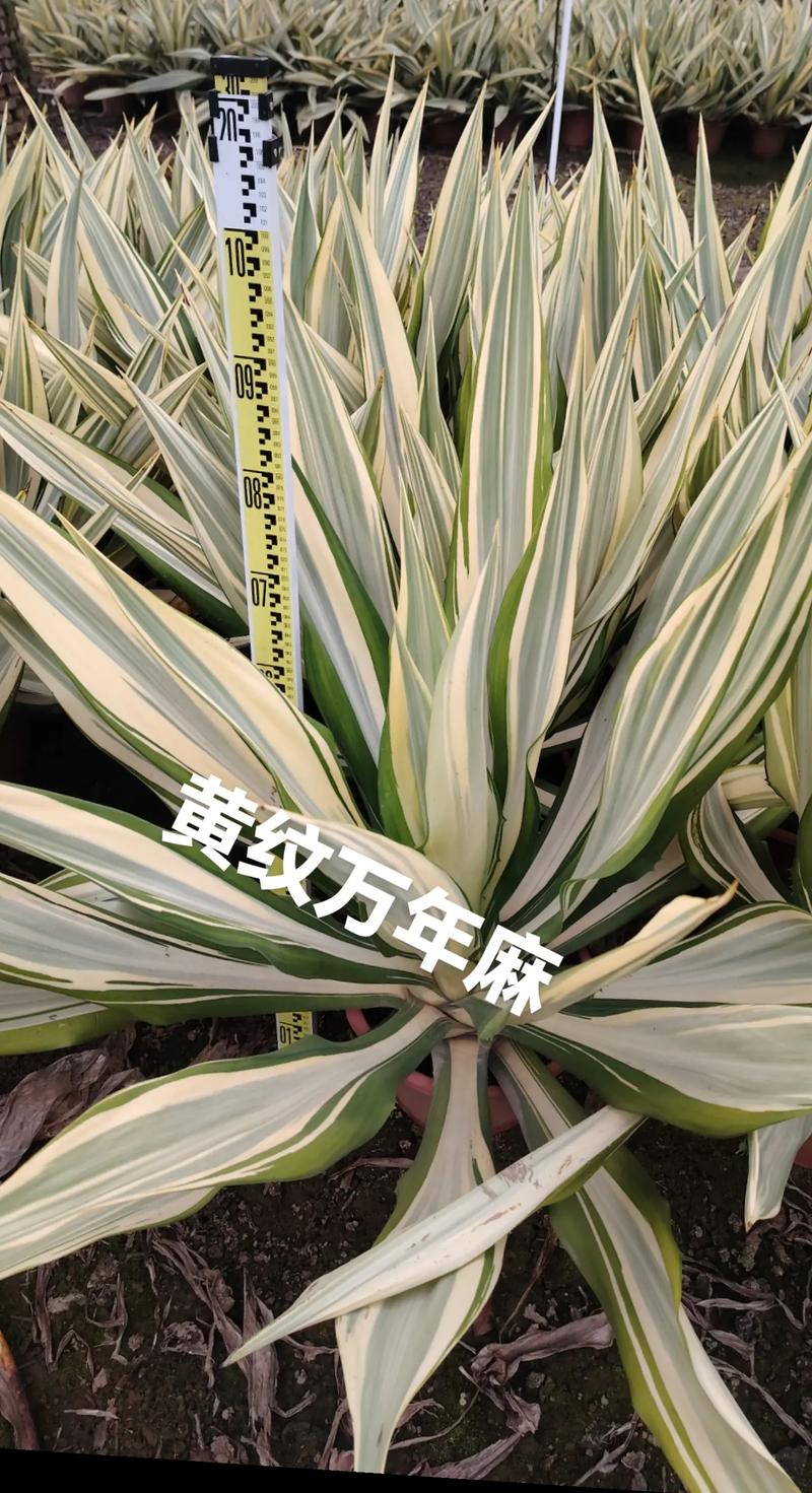 万年麻的养殖方法和注意事项，万年麻繁殖方法-第8张图片-优品飞百科