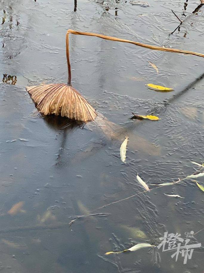 杭州西湖今日天气，杭洲西湖天气-第6张图片-优品飞百科