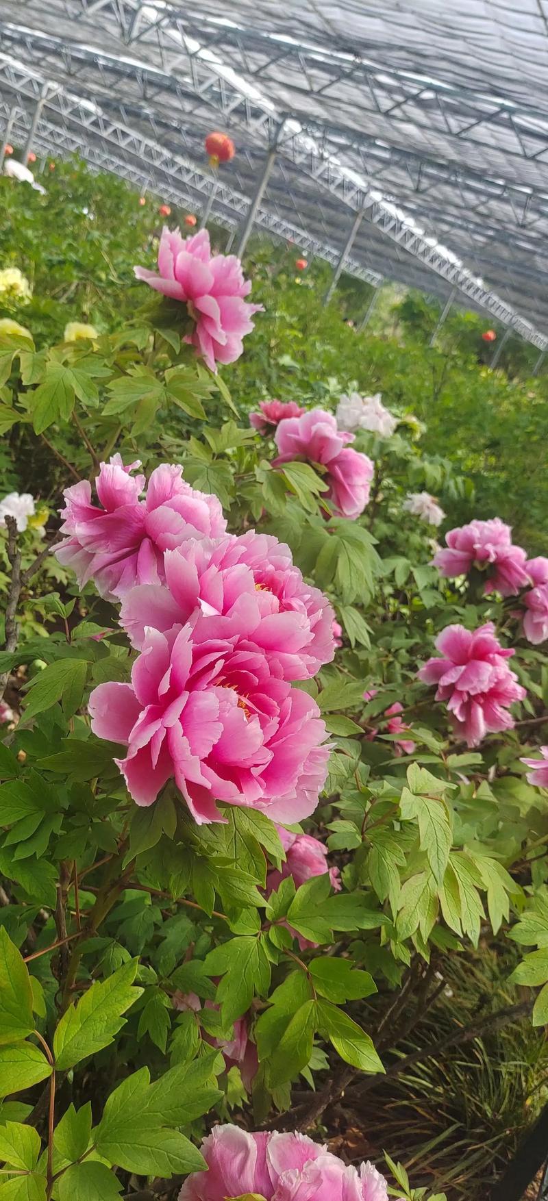 西工区天气预报？洛阳西工天气？-第6张图片-优品飞百科