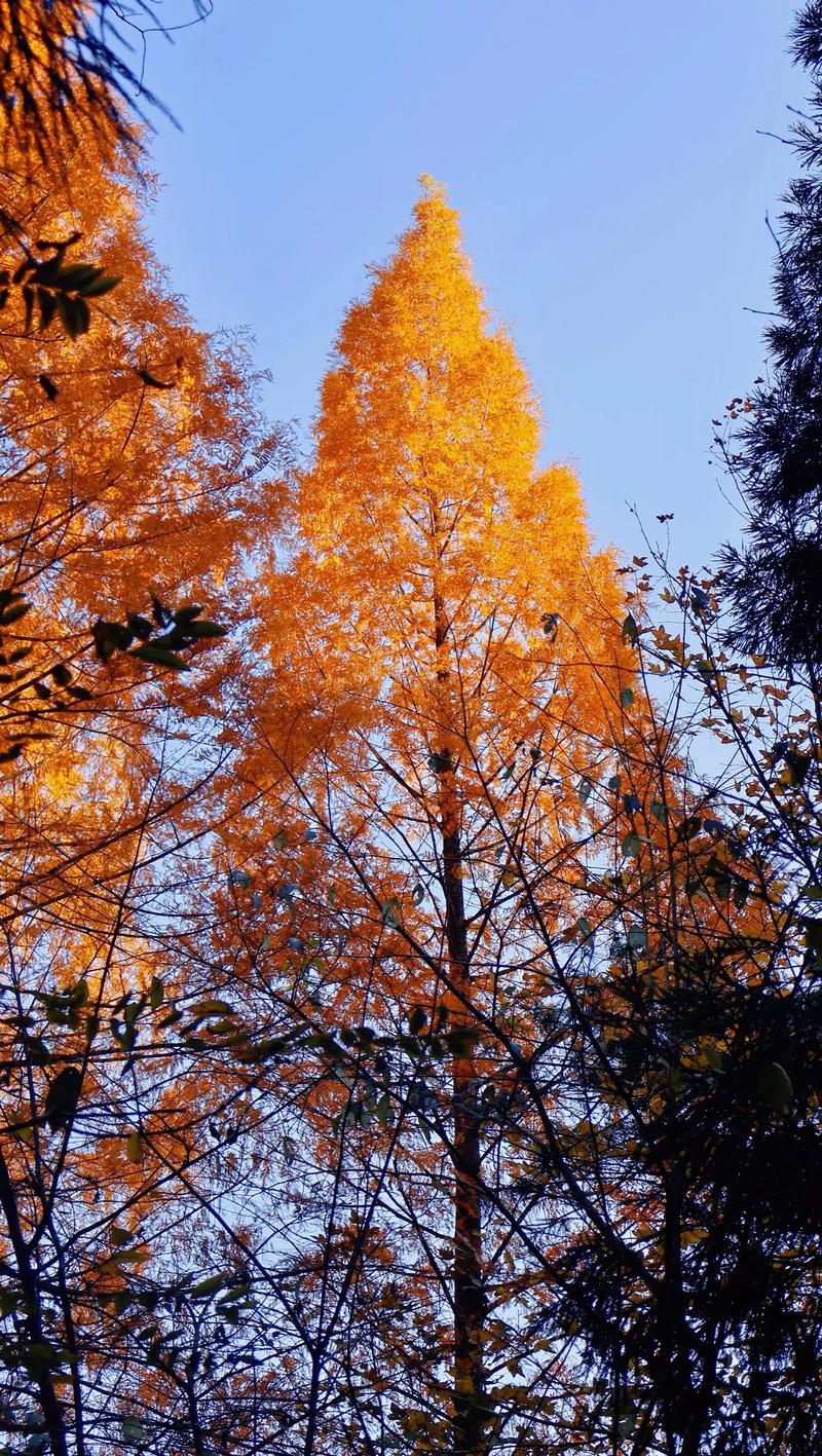 杭州临安天气预报一周天气情况，杭州临安最近天气预报15天-第7张图片-优品飞百科