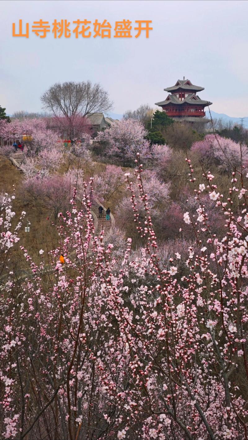 遵化天气预报遵化?遵化天气预报2345?-第1张图片-优品飞百科 遵化天气预报遵化?遵化天气预报2345?-第1张图片-优品飞百科