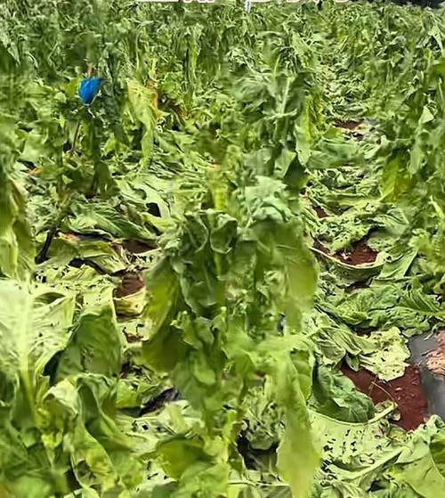 镇雄县天气预报，云南省镇雄县天气预报