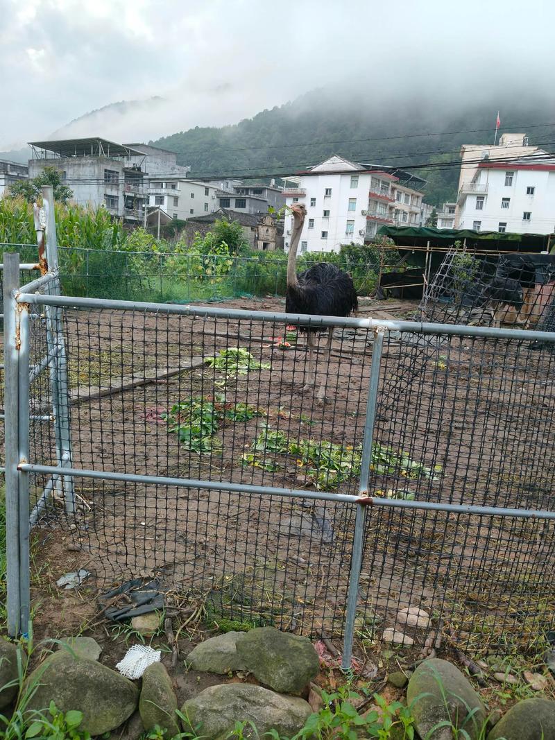 乐清乐清天气预报15天，乐清一周天气预报15天-第3张图片-优品飞百科