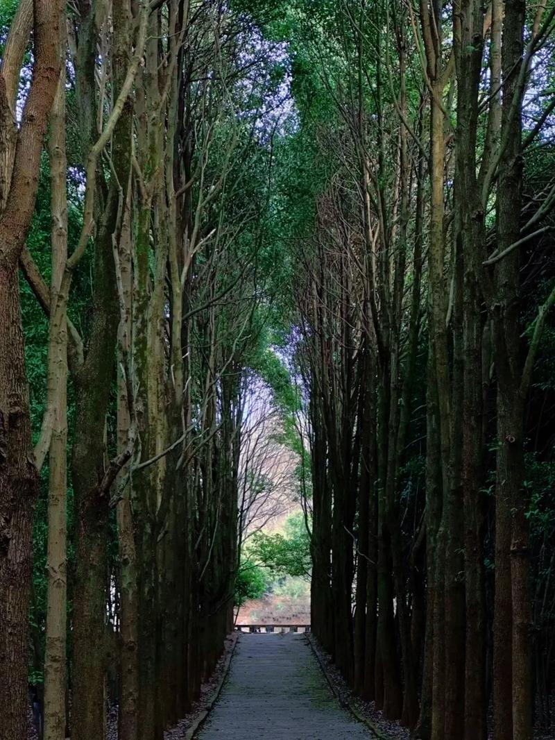 成都龙泉驿天气预报,成都龙泉驿天气预报15天准确一览表?-第6张图片-优品飞百科 成都龙泉驿天气预报,成都龙泉驿天气预报15天准确一览表?-第6张图片-优品飞百科