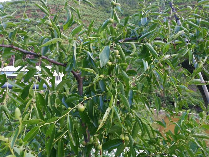 河源和平天气预报?河源和平未来15天天气?-第1张图片-优品飞百科 河源和平天气预报?河源和平未来15天天气?-第1张图片-优品飞百科