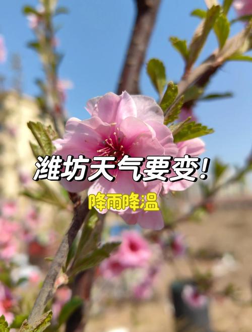 潍坊24小时实时天气预报，潍坊天气预报24小时详情-第3张图片-优品飞百科