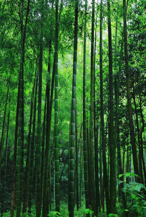 杭州市西湖区天气，浙江杭州市西湖区天气？-第6张图片-优品飞百科