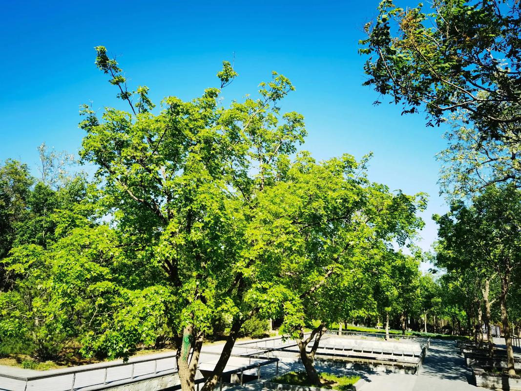 北安市天气预报天气查询,北安市的天气预报?-第1张图片-优品飞百科 北安市天气预报天气查询,北安市的天气预报?-第1张图片-优品飞百科