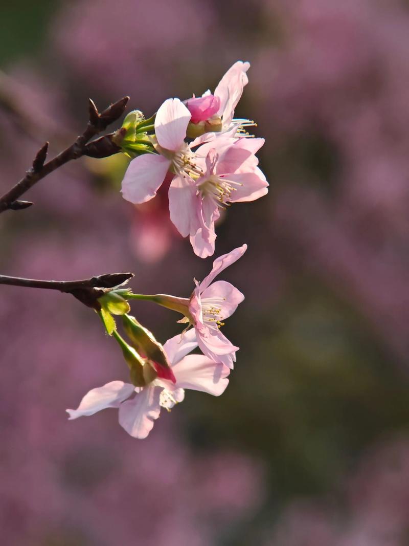 萝岗天气预报？萝岗天气预报24小时什么号？-第5张图片-优品飞百科