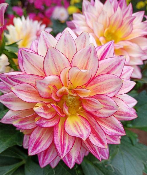 大丽花适合室内养吗？大丽花室内还是室外？