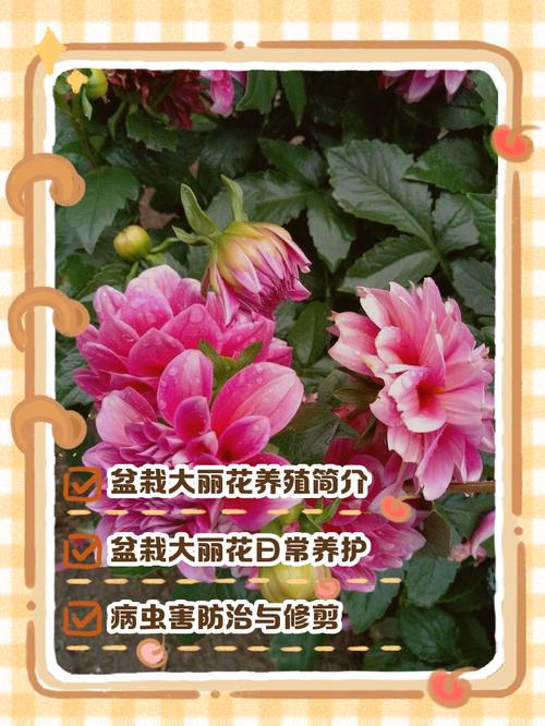 大丽花适合室内养吗？大丽花室内还是室外？-第2张图片-优品飞百科