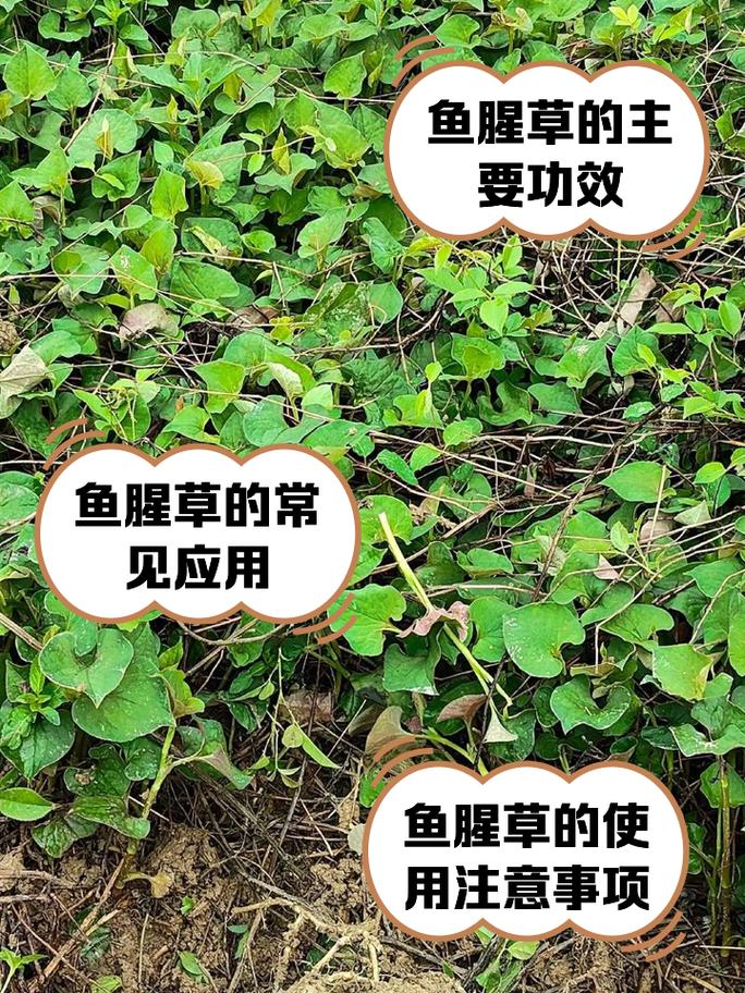 鱼腥草哪种人能吃哪种人不能吃，鱼腥草是什么，鱼腥草什么人不能吃 它有什么功效与作用