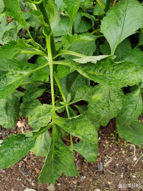 大丽花适合室内养吗？大丽花室内还是室外？-第3张图片-优品飞百科