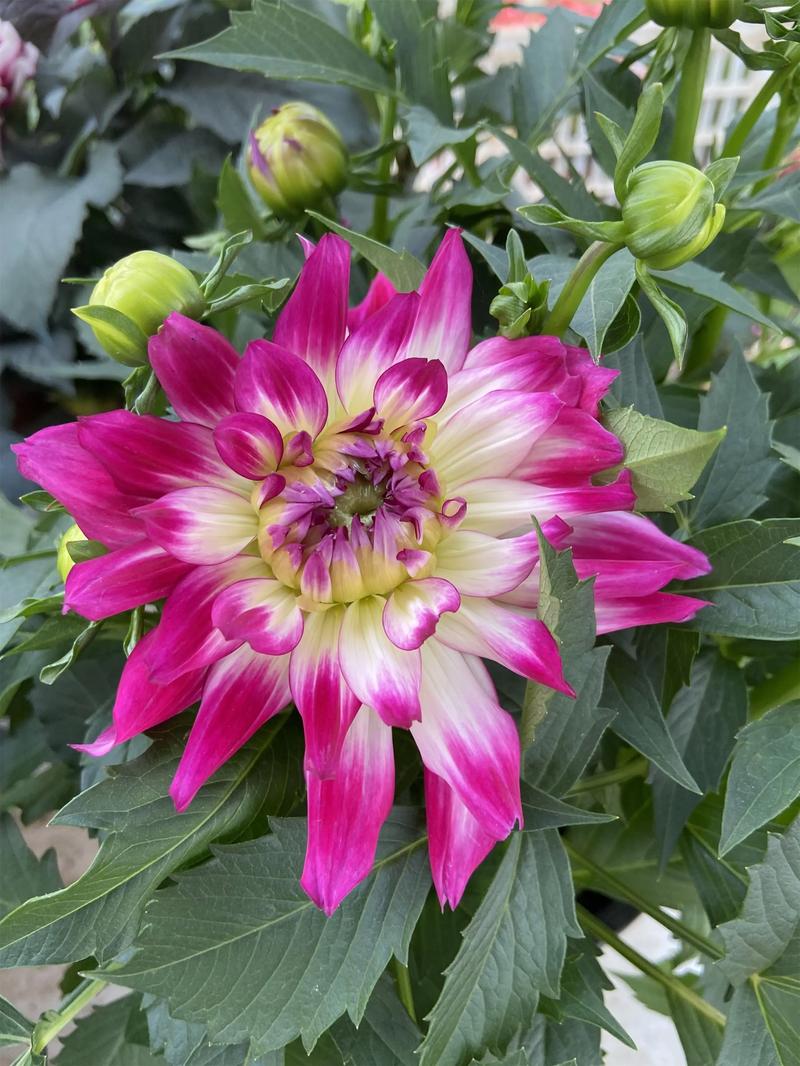 大丽花适合室内养吗？大丽花室内还是室外？-第6张图片-优品飞百科