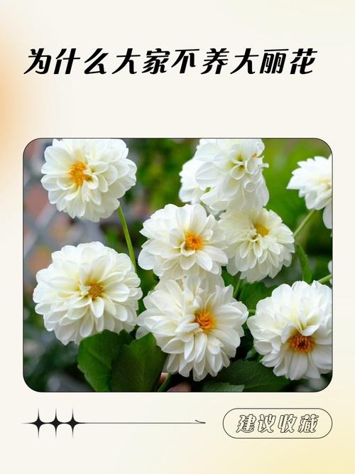 大丽花适合室内养吗？大丽花室内还是室外？-第8张图片-优品飞百科