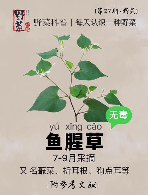 鱼腥草哪种人能吃哪种人不能吃，鱼腥草是什么，鱼腥草什么人不能吃 它有什么功效与作用-第7张图片-优品飞百科