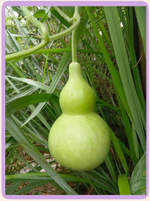 葫芦怕不怕太阳，文玩葫芦怕太阳吗？文玩葫芦怕什么？-第5张图片-优品飞百科