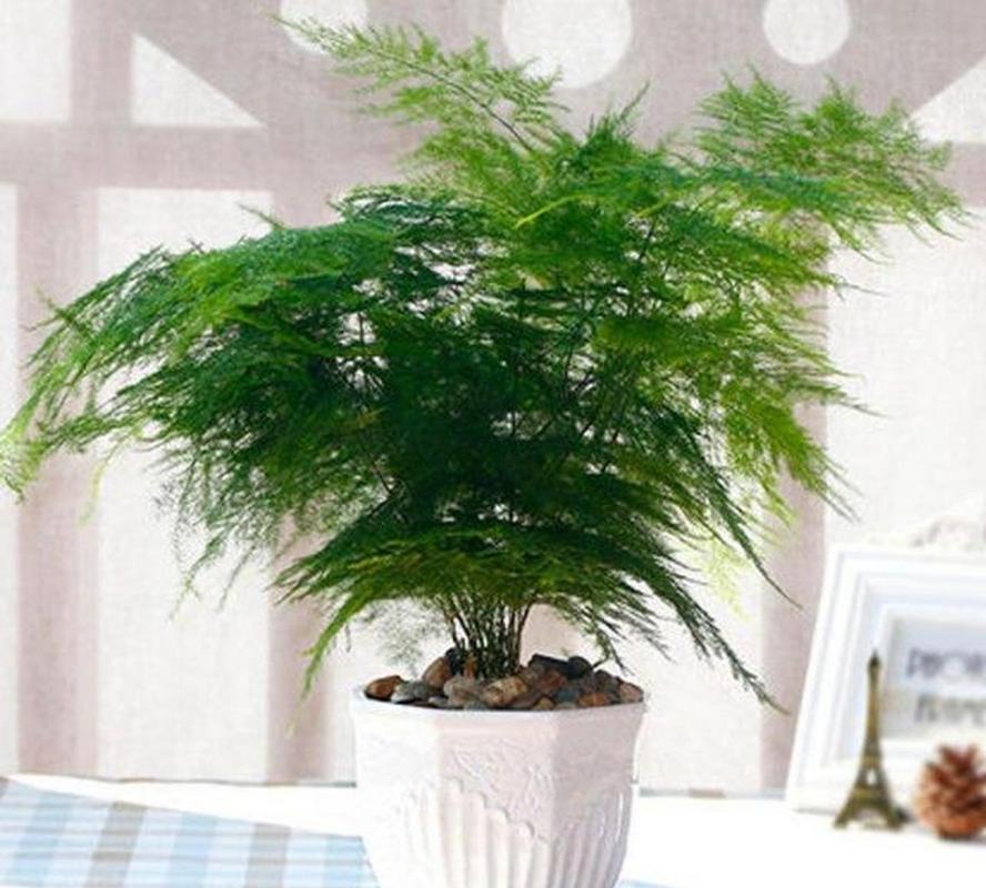 室内盆花如何摆放？室内盆花如何摆放图片？-第2张图片-优品飞百科