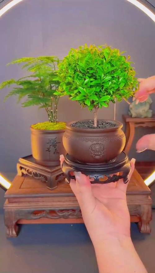 室内盆花如何摆放？室内盆花如何摆放图片？-第4张图片-优品飞百科