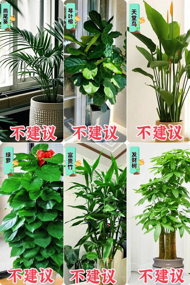 室内盆花如何摆放？室内盆花如何摆放图片？-第5张图片-优品飞百科