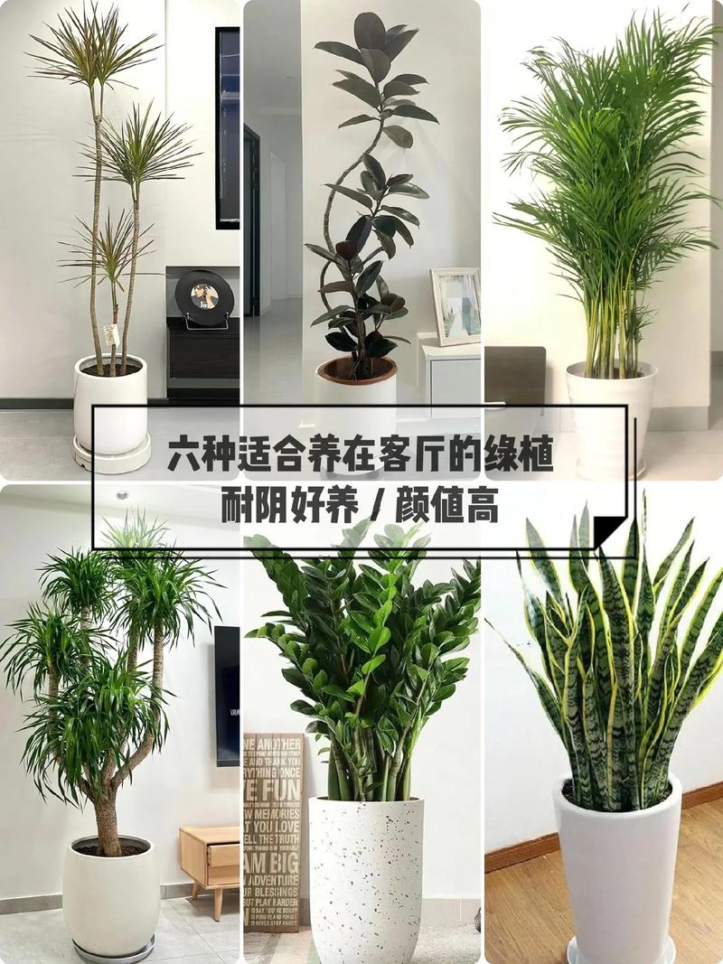 室内盆花如何摆放？室内盆花如何摆放图片？-第7张图片-优品飞百科