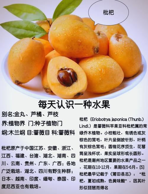 枇杷的功效与作用，枇杷的功效与作用是什么？-第2张图片-优品飞百科