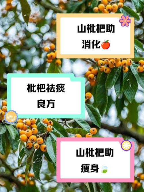 枇杷的功效与作用，枇杷的功效与作用是什么？-第5张图片-优品飞百科